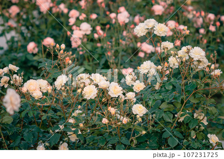 バラ　大阪　中之島公園　中之島バラ園　花の写真 107231725