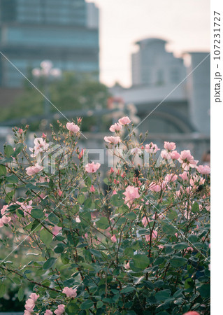 バラ 大阪 中之島公園 中之島バラ園 花の写真 バラ 大阪 中之島公園 中之島バラ園 花の写真 107231727