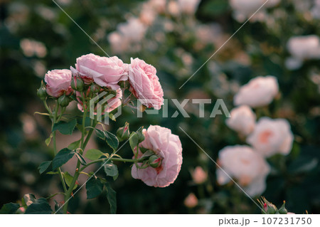 バラ 大阪 中之島公園 中之島バラ園 花の写真 バラ 大阪 中之島公園 中之島バラ園 花の写真 107231750