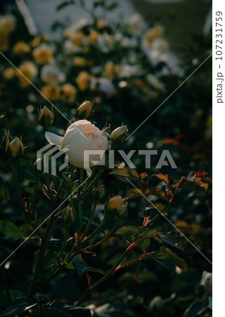 バラ　大阪　中之島公園　中之島バラ園　花の写真 107231759