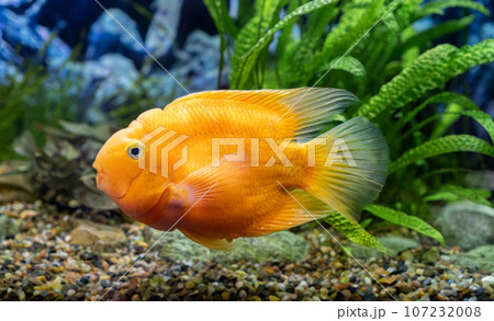 Orange parrot fish in the aquarium. Red Parrot Cichlid. Aquarium fish Orange parrot fish in the aquarium. Red Parrot Cichlid. Aquarium fish 107232008