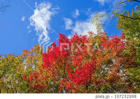爽やかな紅葉《真っ赤なトウカエデ》 107232898