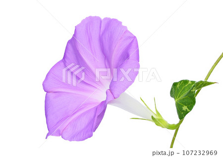 【朝顔】 (深度合成) 107232969