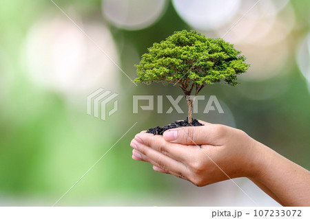 Trees growing on farmer's hands and blurred green nature background. 107233072