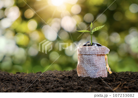 Growing Plants in a Sack of Savings Coins - Investment and Interest Ideas. Growing Plants in a Sack of Savings Coins - Investment and Interest Ideas. 107233082
