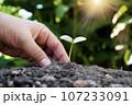 Human hands plant saplings on the ground to restore the environment. 107233091