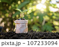 A tree grows on a money bag on the ground. Finance concept and money growth. 107233094