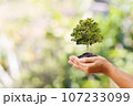 Human hands are holding a large growing tree on a green background. World Environment Day concept. 107233099