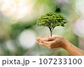 Human hands are holding a huge tree on a green background. World Environment Day concept. 107233100
