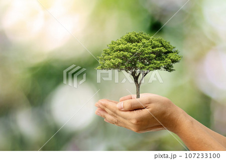 Human hands are holding a huge tree on a green background. World Environment Day concept. 107233100