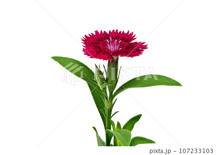 【ナデシコ】 (深度合成) 107233103