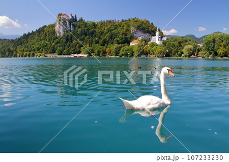 南欧スロヴェニアのブレッド湖　エメラルドグリーンの湖面を泳ぐ白鳥と湖岸の断崖の上に建つブレッド城 107233230