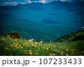 高原に咲く水仙 107233433