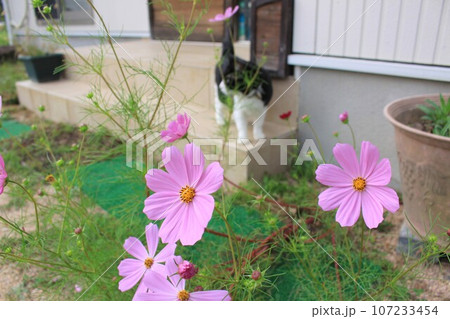 コスモスのある庭 コスモスのある庭 107233454