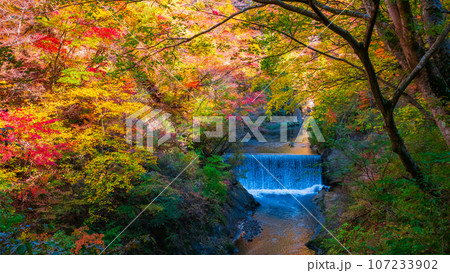 鳴子峡(秋) 鳴子峡(秋) 107233902