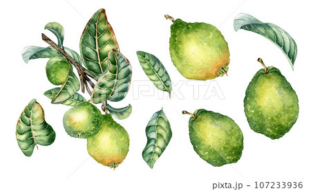 Set of branch of tree with guava fruits watercolor illustration isolated on white background. Tropical plant guajava with green leaves hand drawn. Design element for packaging, label, poster 107233936