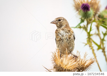 European goldfinch with juvenile plumage, feeding on the seeds of thistles. Carduelis carduelis. 107234546