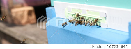 Hive with many working bees near entrance on sunny summer day. 107234643
