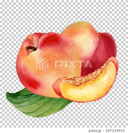 Watercolor illustration with nectarines on leaf isolated on white background. Whole ripe fruits painting. Segment of peach hand drawn. Design element for package, label, tabelwear, cosmetic, juice 107234914