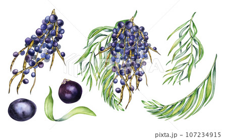 Set of bunch of acai berries, palm leaves watercolor illustration isolated on white. Exotic amazon small purple berries, tropical fruit hand drawn. Design element for wrapping, packaging, label 107234915
