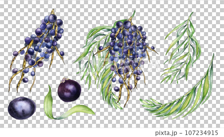 Set of bunch of acai berries, palm leaves watercolor illustration isolated on white. Exotic amazon small purple berries, tropical fruit hand drawn. Design element for wrapping, packaging, label 107234915