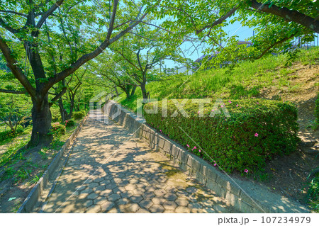 新緑の東京都稲城市東長沼の七曲見晴児童公園 107234979