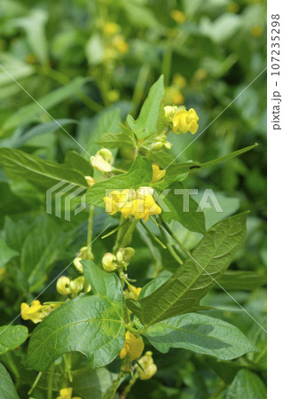 あずきの花畑　小豆の花 107235298