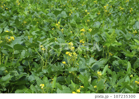 あずきの花畑 小豆の花 あずきの花畑 小豆の花 107235300