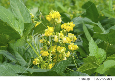 あずきの花畑　小豆の花 107235304