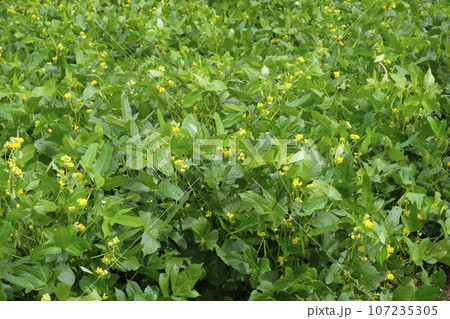 あずきの花畑　小豆の花 107235305