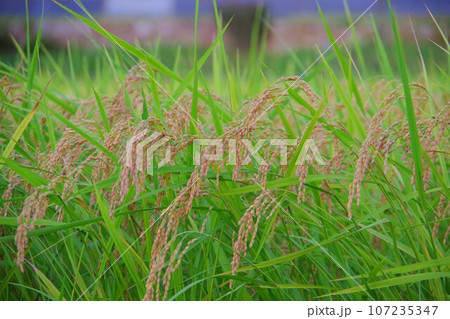 実った稲穂 107235347