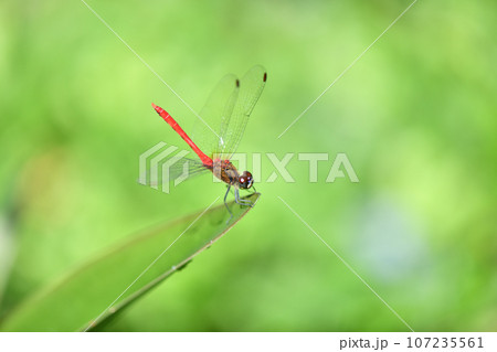 赤トンボのマユタテアカネ（眉立茜） 107235561