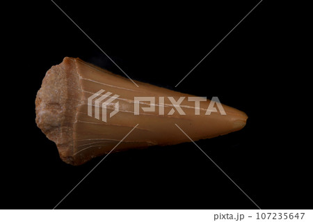 shark tooth isolated 107235647
