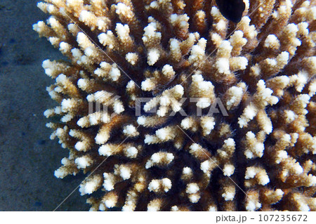 acropora corals from the red sea acropora corals from the red sea 107235672