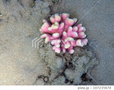 Stylophora subseriata corals from the red sea 107235678
