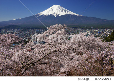日本のイメージ「満開の桜と富士山」 107235694