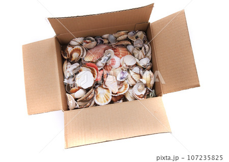 sea shells in the paper box sea shells in the paper box 107235825