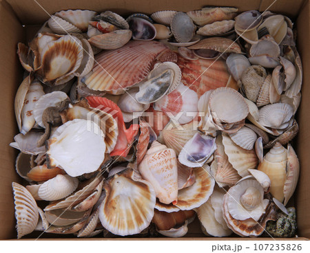 sea shells texture 107235826