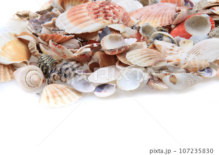 sea shells texture sea shells texture 107235830
