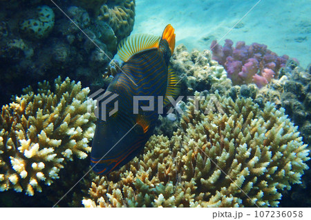 Orangelined triggerfish (Balistapus undulatus) fish 107236058