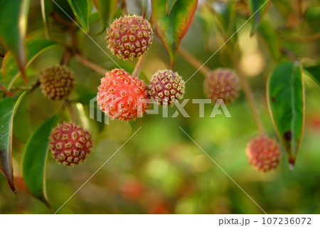 山ボウシの赤い実 107236072