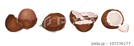 Coconut Fruit Cracked with Brown Husk Vector Set 107236177