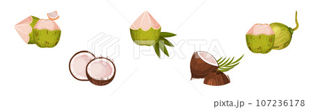 Coconut Fruit Cracked with Brown Husk Vector Set 107236178