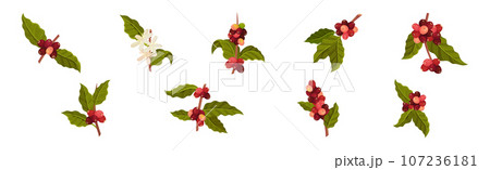 Coffee Tree Branches with Green Leaves and Berry Vector Set Coffee Tree Branches with Green Leaves and Berry Vector Set 107236181