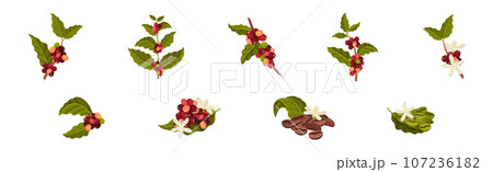Coffee Tree Branches with Green Leaves and Berry Vector Set Coffee Tree Branches with Green Leaves and Berry Vector Set 107236182