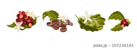 Coffee Tree Branches with Green Leaves and Berry Vector Set 107236183
