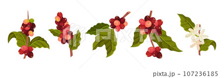 Coffee Tree Branches with Green Leaves and Berry Vector Set Coffee Tree Branches with Green Leaves and Berry Vector Set 107236185