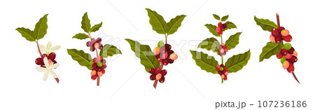 Coffee Tree Branches with Green Leaves and Berry Vector Set 107236186
