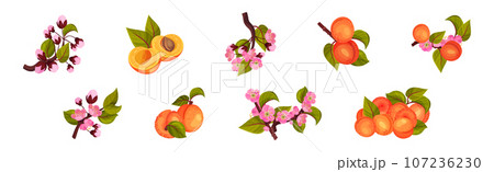 Fresh Apricot Tree Branch as Garden Plant Vector Set Fresh Apricot Tree Branch as Garden Plant Vector Set 107236230