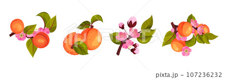 Fresh Apricot Tree Branch as Garden Plant Vector Set 107236232